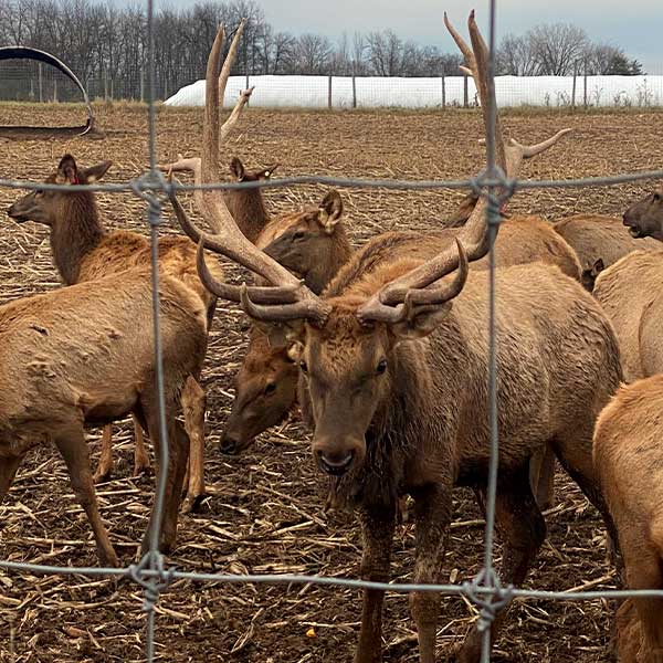 Sip and hang with the elk out back near Maloney's bar and grill patio in Kaukauna, WI
